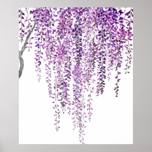 purple wisteria  in bloom  poster