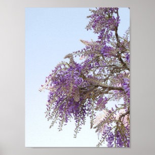 Purple Wisteria Poster