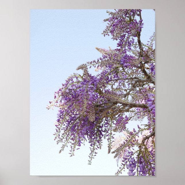 Purple Wisteria Poster (Front)
