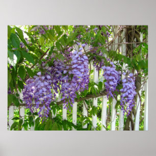 Purple Wisteria ~ print