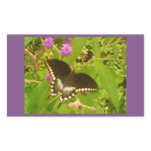 Purple Wrapped Black Monarch