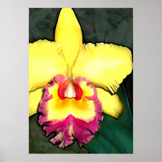 Purple & Yellow Cattleya Orchid Poster