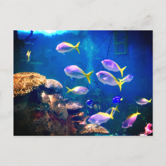 Purple & yellow fish Postcard