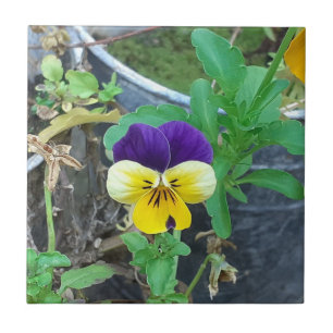 Purple & Yellow Pansy Ceramic Tile