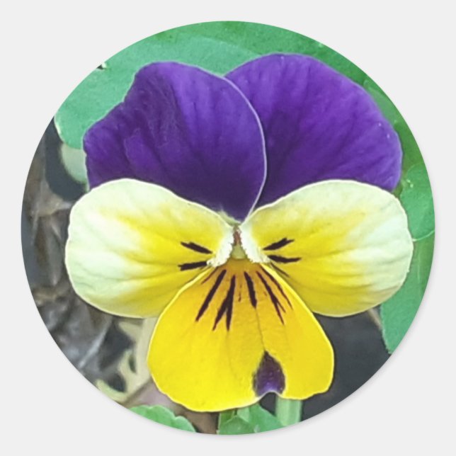 Purple & Yellow Pansy Classic Round Sticker (Front)