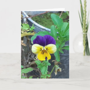 Purple & Yellow Pansy Greeting Card