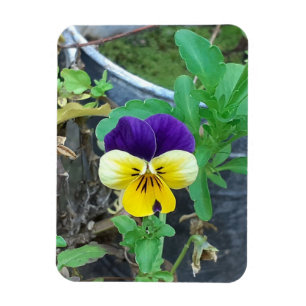 Purple & Yellow Pansy Magnet