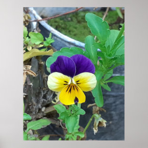 Purple & Yellow Pansy  Poster
