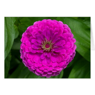 Purple Zinnia Card