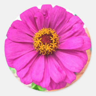 Purple Zinnia Flower in Bloom Classic Round Sticker