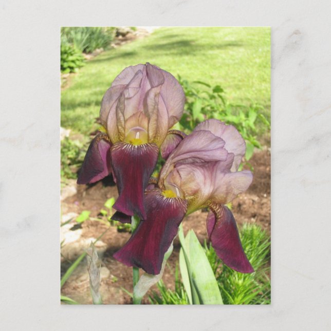 purplelavenderiris postcard (Front)