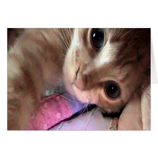 Purr-C Blue Eyes Card (Front Horizontal)