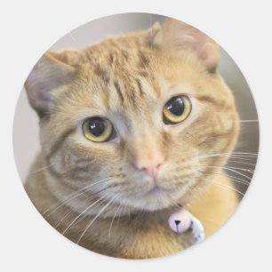 Purr Classic Round Sticker