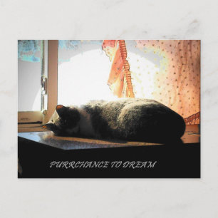 PURRCHANCE TO DREAM POSTCARD
