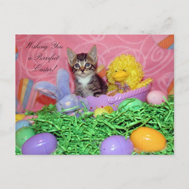 Purrfect Easter Wishes! Holiday Postcard (Front)