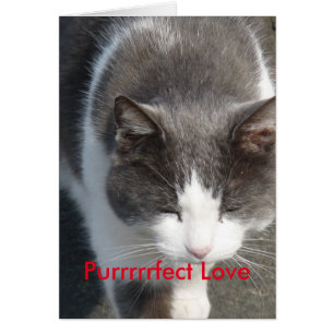 Purrrrfect Love Cat Card