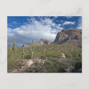 Pusch Ridge II Postcard