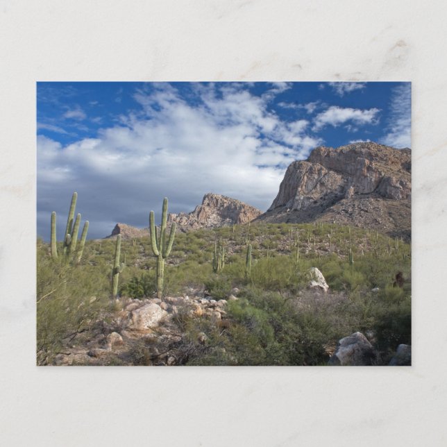 Pusch Ridge II Postcard (Front)