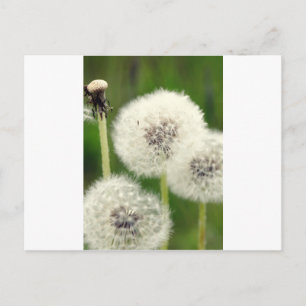 Pusteblume 2013 1 postcard