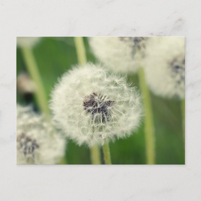 Pusteblume 2013 2 postcard (Front)