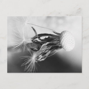 Pusteblume 2013 4 postcard