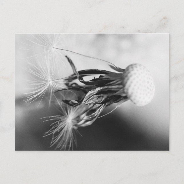 Pusteblume 2013 4 postcard (Front)