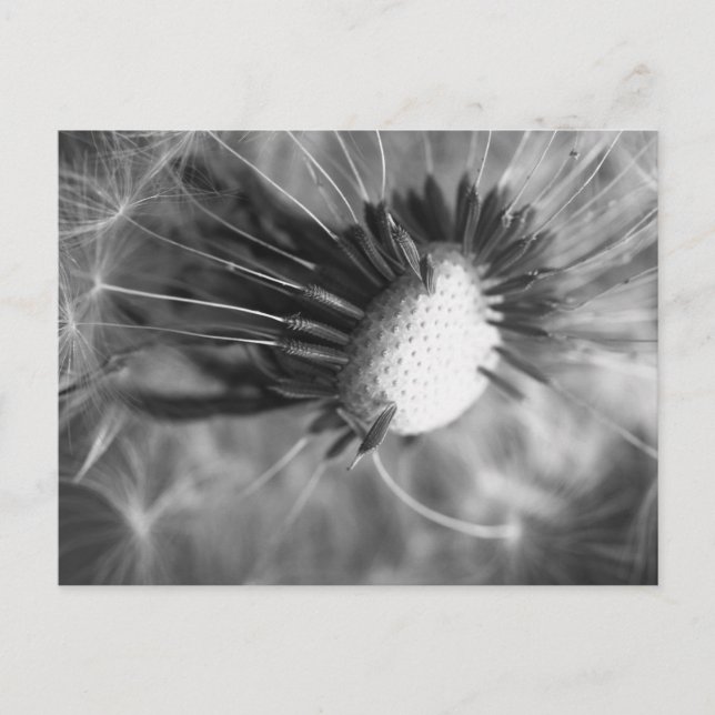 Pusteblume 2013 5 postcard (Front)