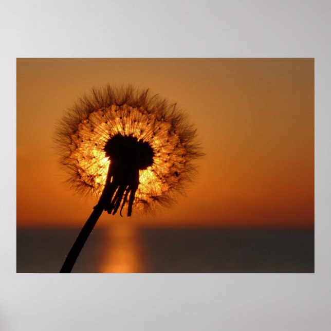 Pusteblume / Dandelion Poster (Front)