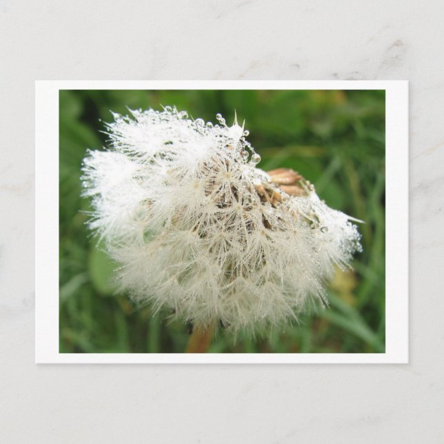 Pusteblume mit Morgentau Postcard (Front)