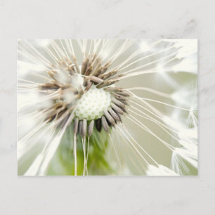 Pusteblume Postcard