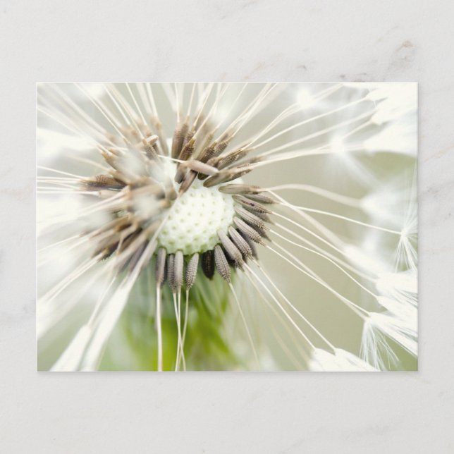 Pusteblume Postcard (Front)