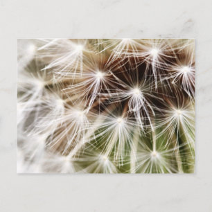 Pusteblume Postcard