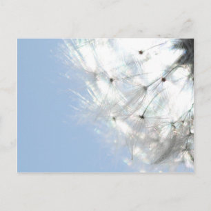 Pusteblumen Löwenzahn Himmelblau Fotografie Postcard
