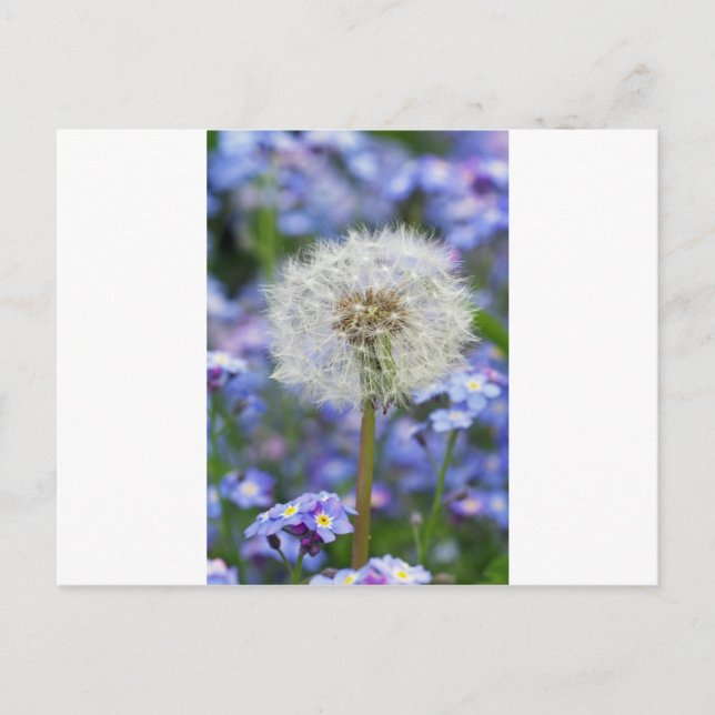 Pusteblumen Traum in blauen Vergissmeinnichtblüten Postcard (Front)