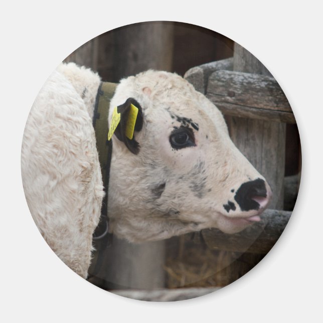 Pustertal Pied Calf Magnet (Front)