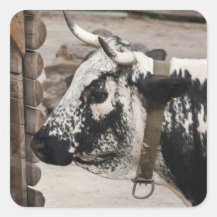 Pustertal Pied Cow Square Sticker