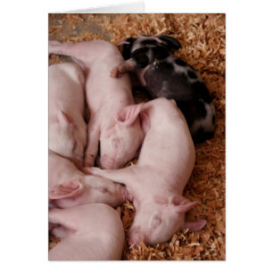 Puyallup Fair Piglets