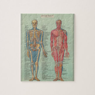 Puzzle - Anatomy
