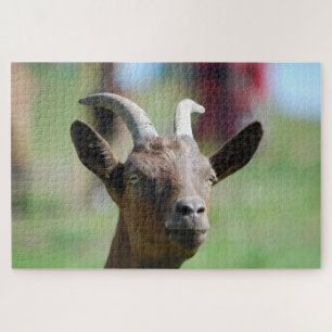 puzzle _ goat