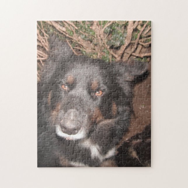 Puzzle Husky Cross Brown Eyes (Vertical)