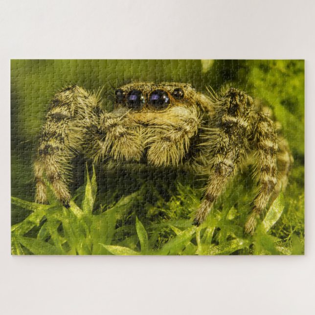 Puzzle Jumping spider in the grass photo (Horizontal)