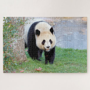 puzzle Photo giant panda , animals 0340.