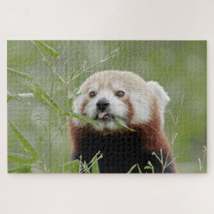 puzzle Photo red panda , animals 0525.