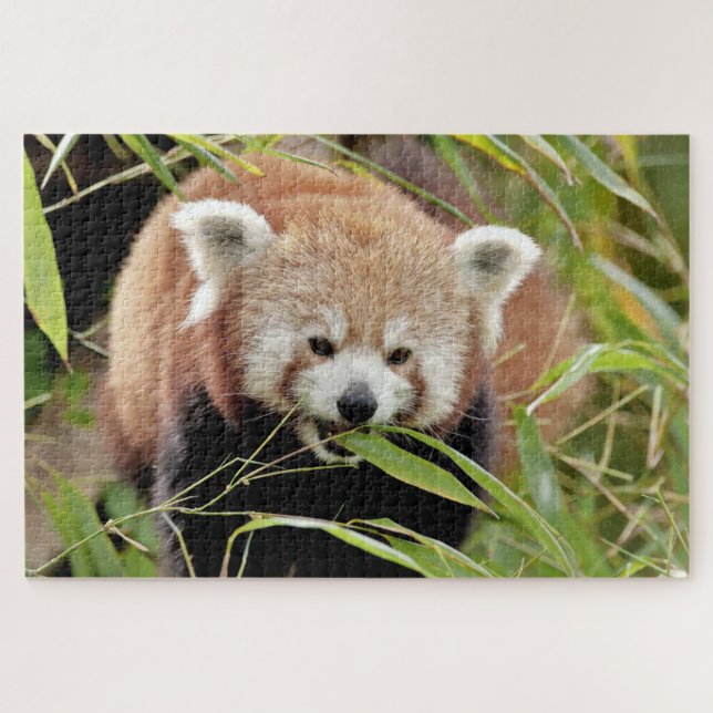 puzzle Photo red panda , animals 0529. (Horizontal)