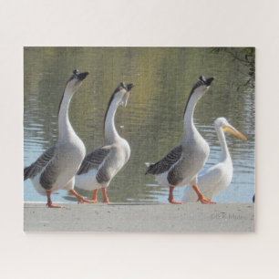 Puzzle - Three Geese and a Pelican