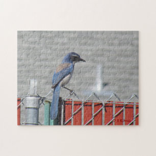 Puzzle - Western Scrub-Jay on Fence