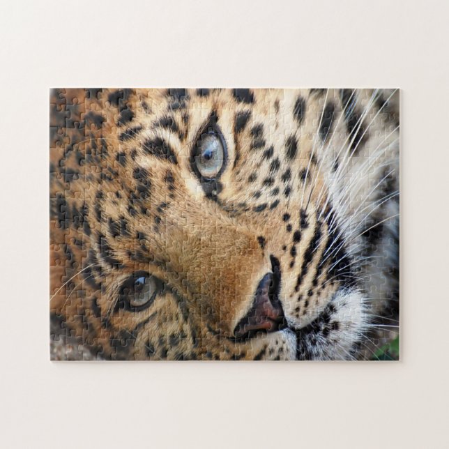 Puzzle with Gift Box/Cheetah (Horizontal)