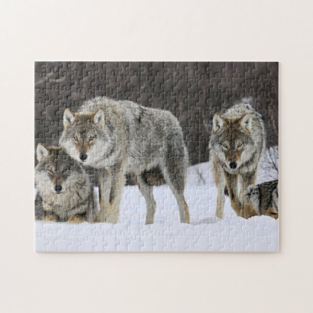 Puzzle Yellowstone Wolves (Horizontal)