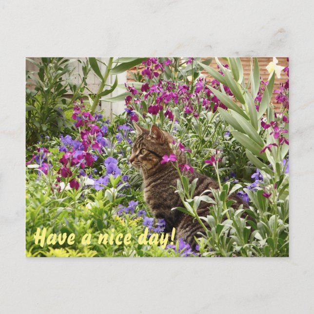 Puzzled cat! postcard (Front)