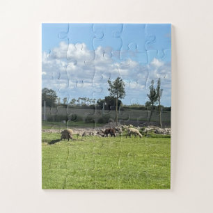 Puzzles Cute Sheep My Backyard View Portugal